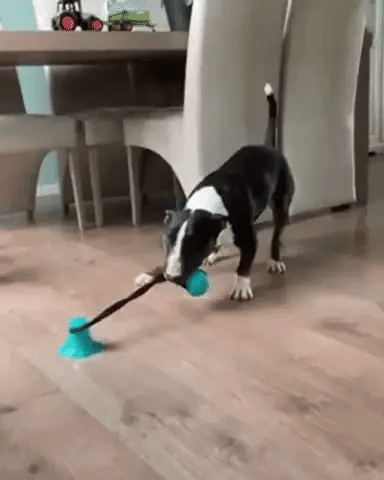 Tauziehen-Spielzeug für Hunde 